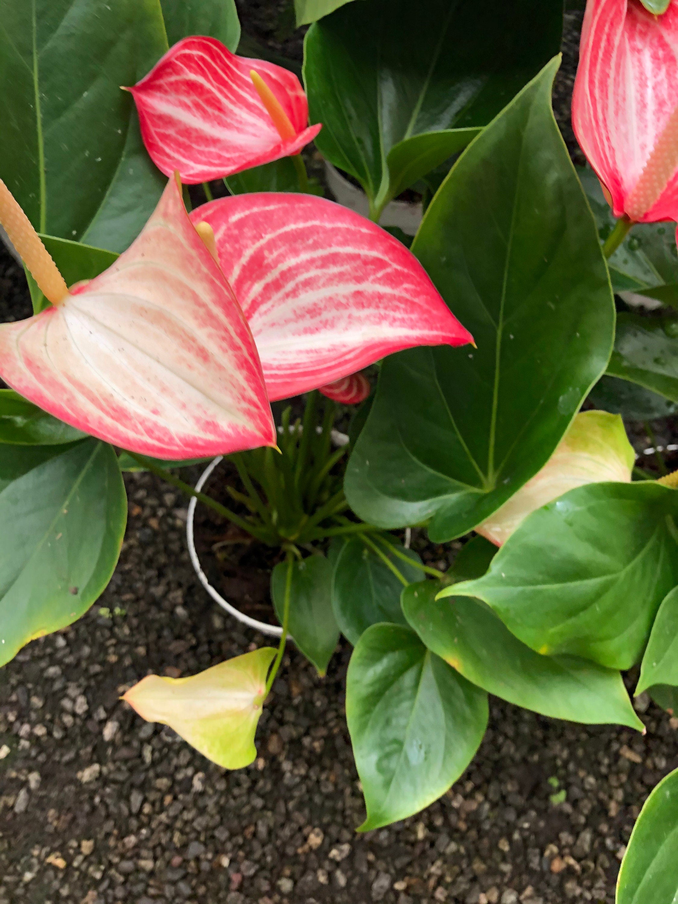 Large -1.5ft to 2ft tall -6 inch potted live plant - Pink and white Anthurium -air purifier-needs humidity