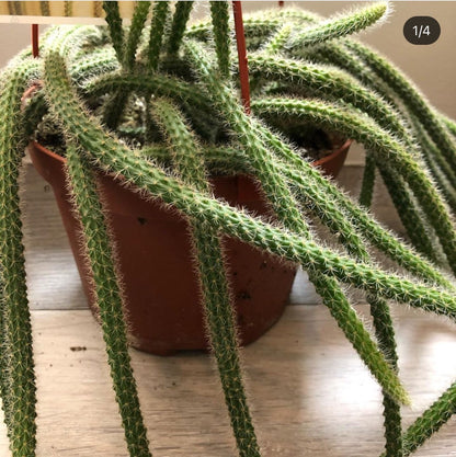 Extra long trailing 1ft in 6 inch pot-flowering Cactus -rat tail cactus- flowering cactus - magenta /reddish flowers . Mature will bloom