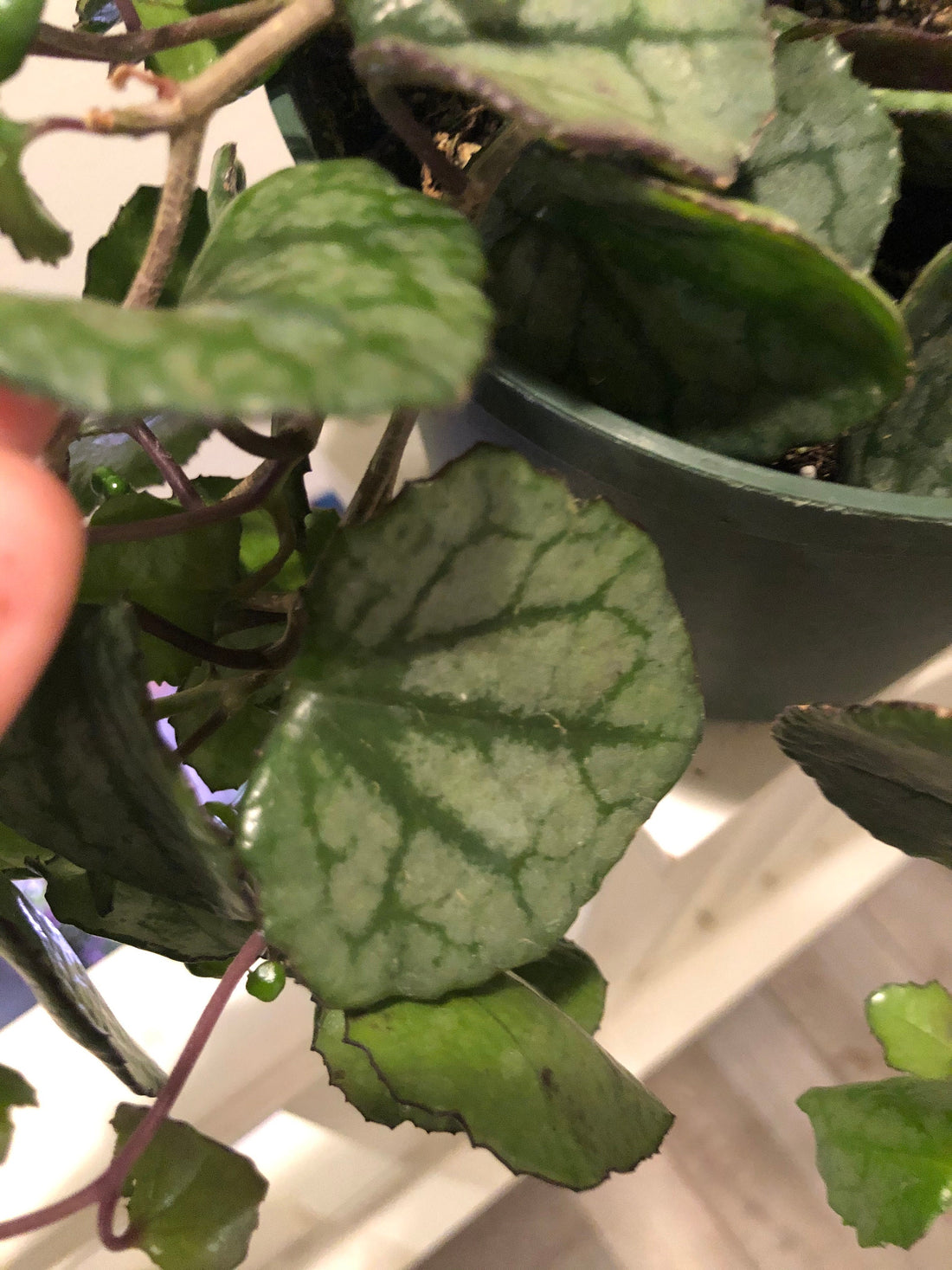 Senecio mikanioides | Cape Ivy | German Ivy-6 inch growers pot-similar to photo not exact