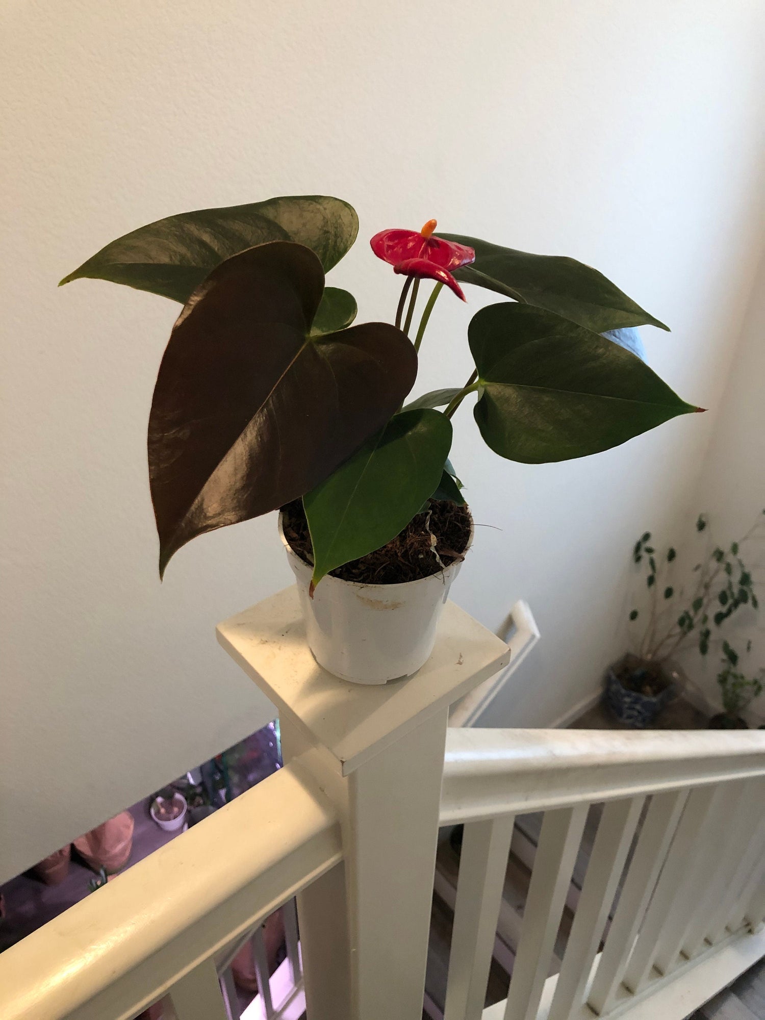 4 in potted live plant - Collectors Red flower black leaves Anthurium- easy care, air purifier