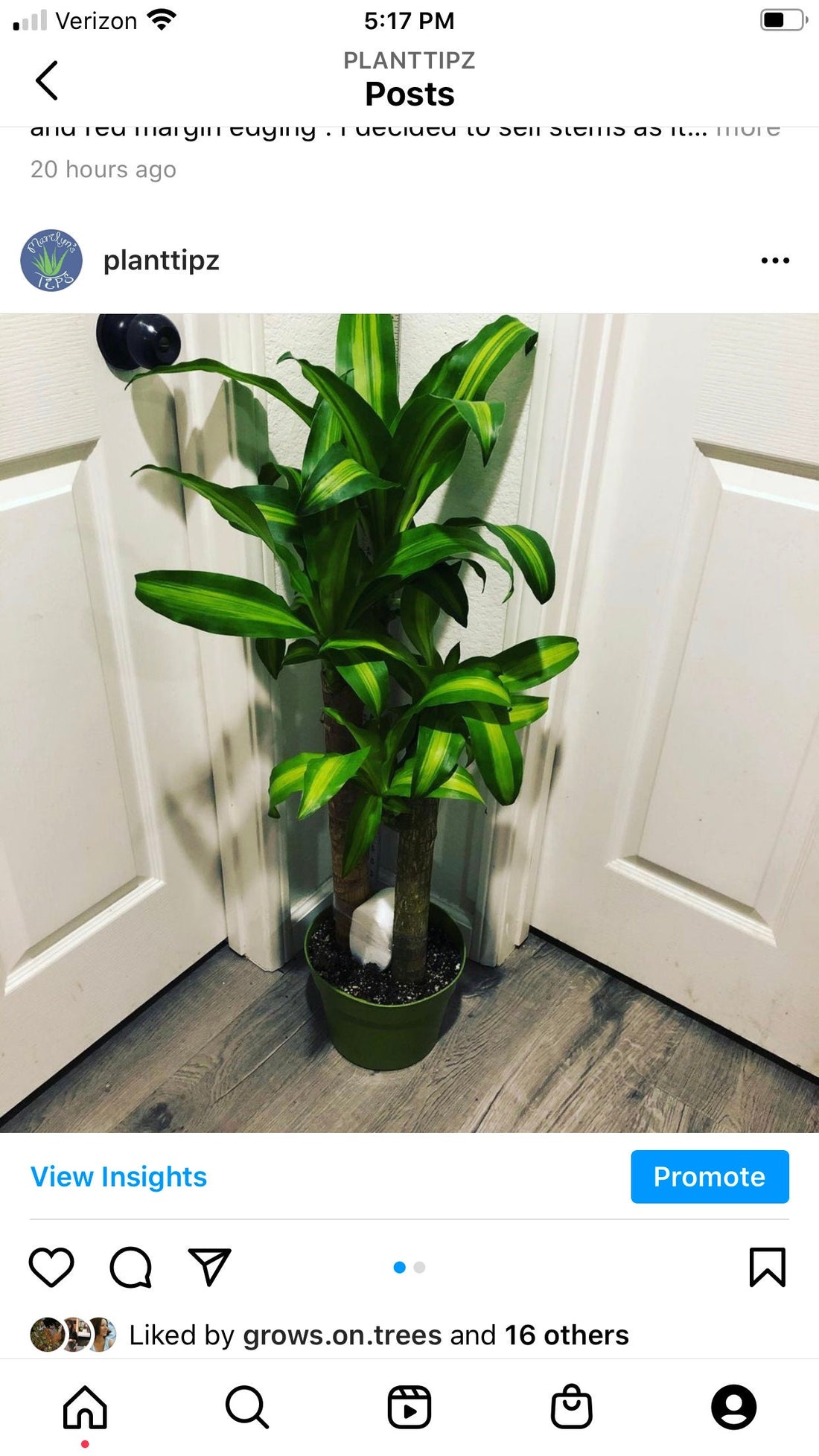 3ft tall easy care, low light , great for going on vacation ! Dracaena Massangeana Live Corn Plant-free ups shipping