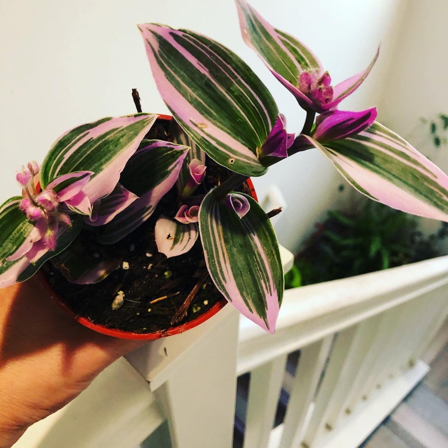 4  inch pot live plant -Tradescantia Nanouk| Rare Lavender Succulent