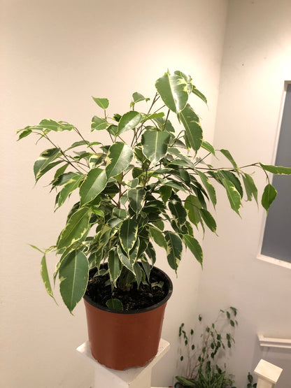 6 inch live tree  in growers pot - 12 to 14  inches tall variagated ficus benjamina -easy indoor, air purifier