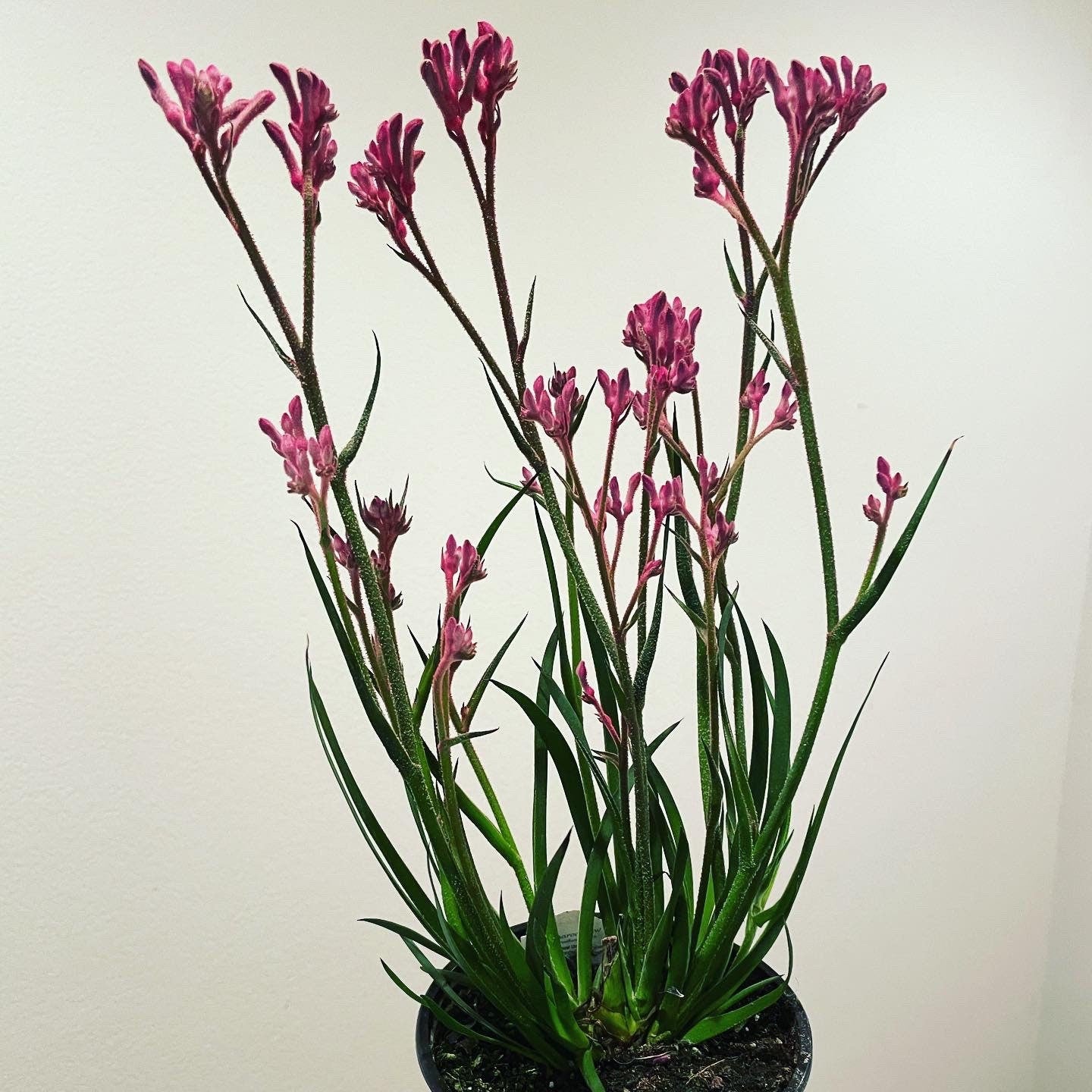 6 inch potted live plant-1ft tall pink kangaroo paw-hard to find-seasonal similar to picture 2