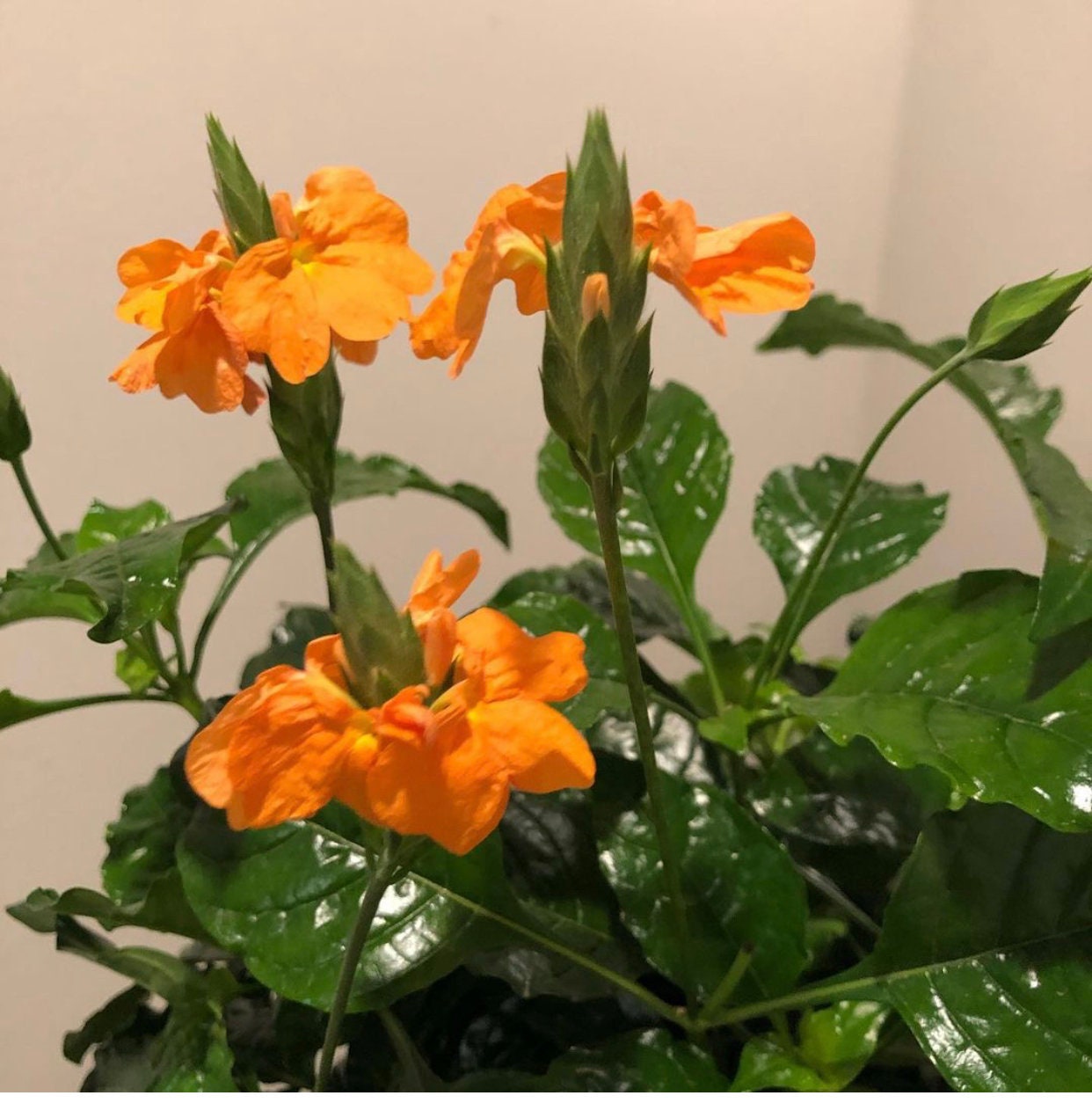 6 inch potted live plant-1ft tall orange blooms crossandra - hard to find-message for preorder-Available April to October