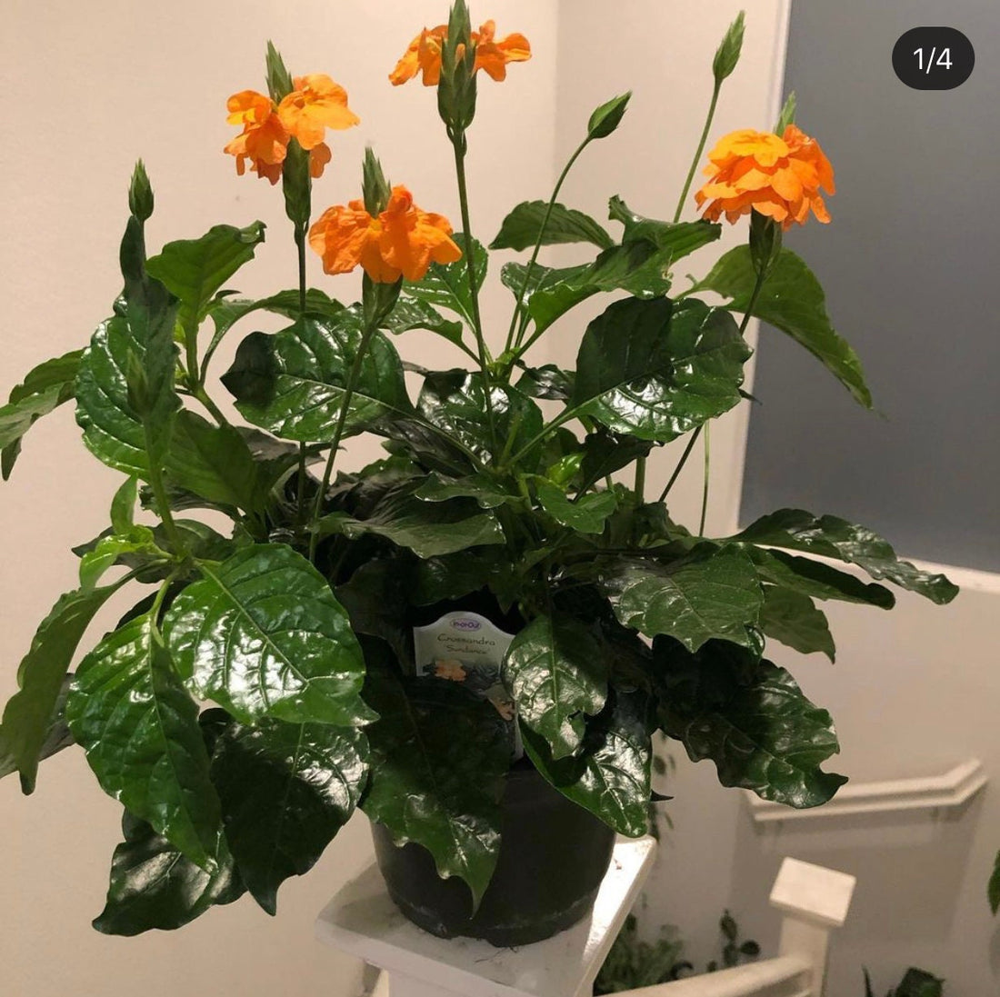 6 inch potted live plant-1ft tall orange blooms crossandra - hard to find-message for preorder-Available April to October