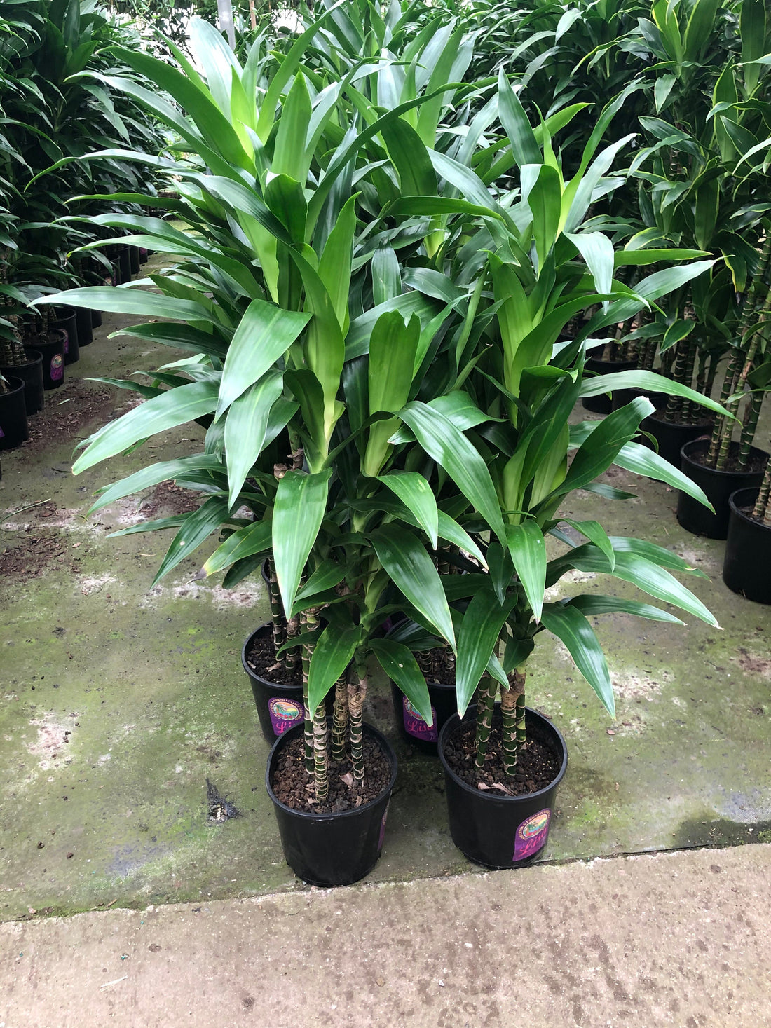 XL 3-4 ft Dracaena Fragrans - D. Massangeana Corn Plant-easy care , low light , low water-Dracaena  ‘Mona Lisa’, 10”  pot - Staggered height