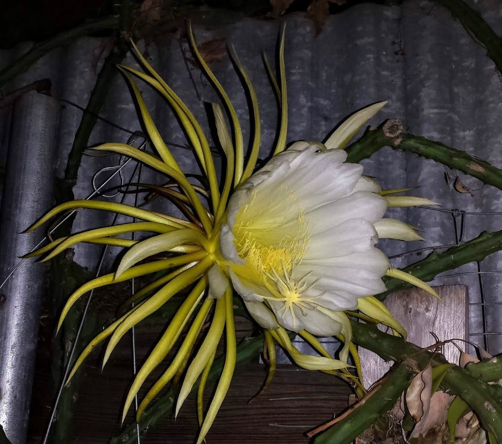 1 6 inch unrooted cutting ,these are easy to grow-Selenicereus grandiflorus -Huge White Flowers-Queen of the night