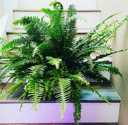 XXL -3ft  wide in 8 pot -Kimberly queen fern (Nephrolepis obliterata) , Outdoor Air Purifier-low light - bathroom plant-hard to find