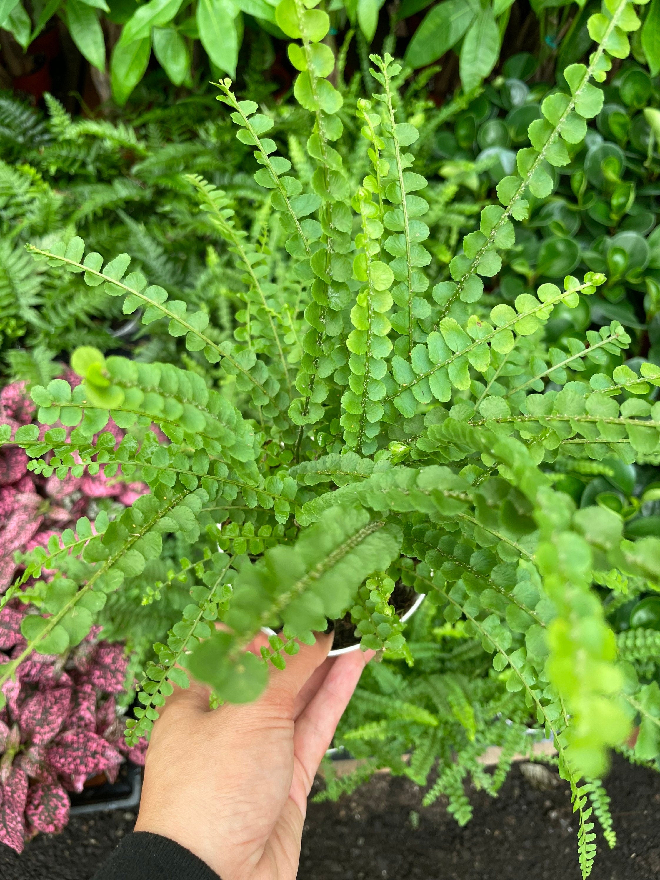 Large 1ft tall -6 inch pot button fern plant -easy care , low light , some humidity , air purifier, terrarium