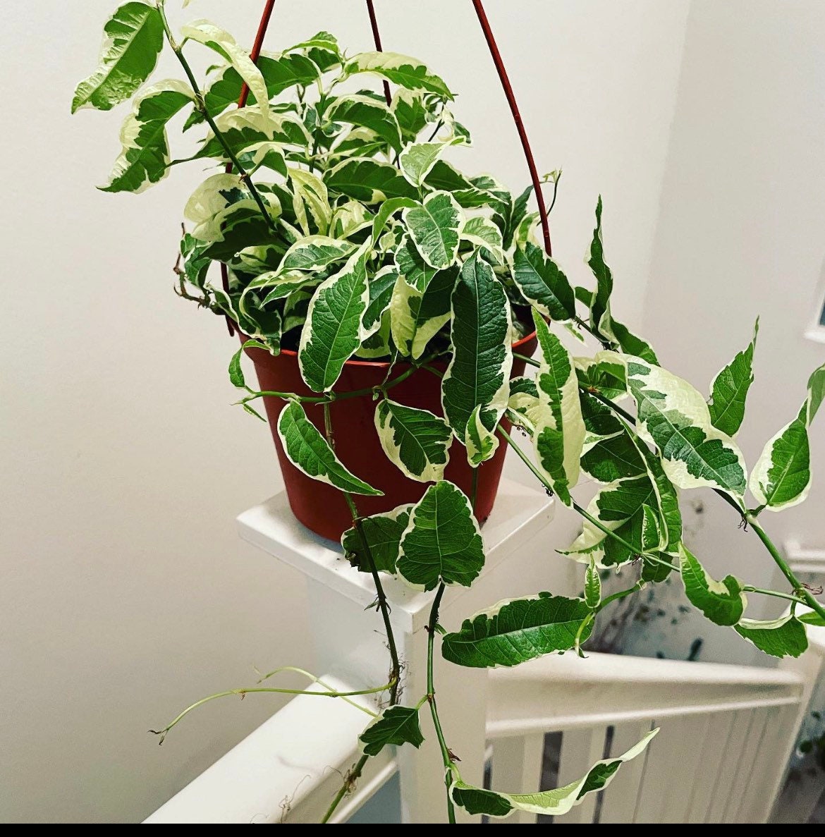 6 inch variegated trailing ficus-sagittata variegata