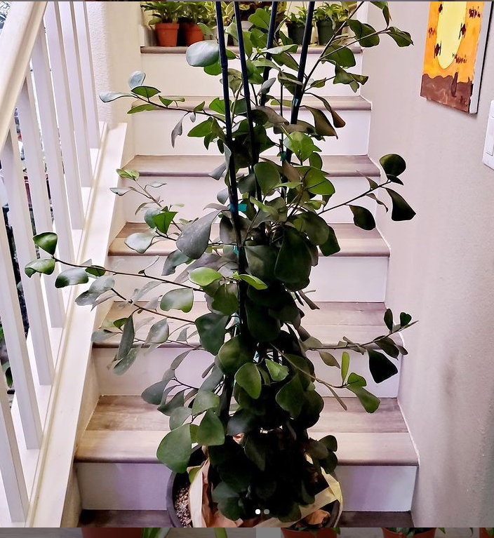 4 to 5ft - Ficus Triangularis -Hard to find this size-similar to picture not exact