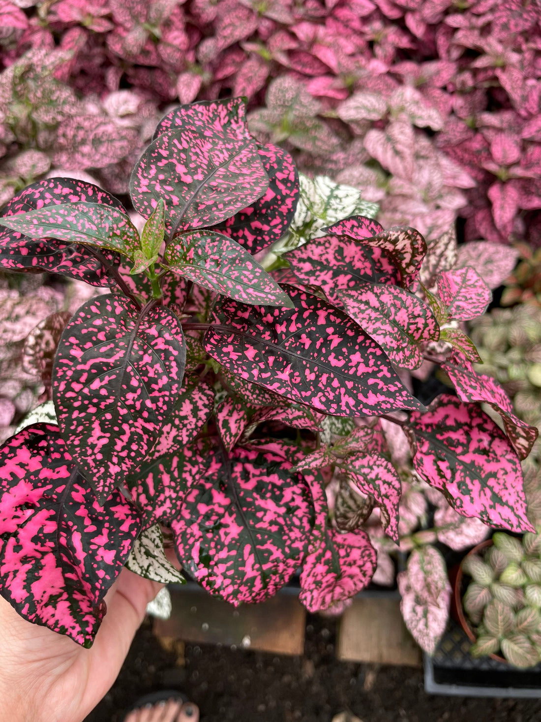 Large 4 inch Hypoestes (not a starter plant)  -polka dot plant live potted plant in growers pot- dark pink