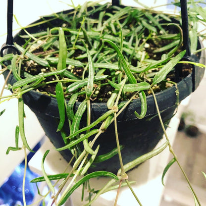 6 inch potted live plant- String of Needles - Ceropegia Linearis - Rosary Vine
