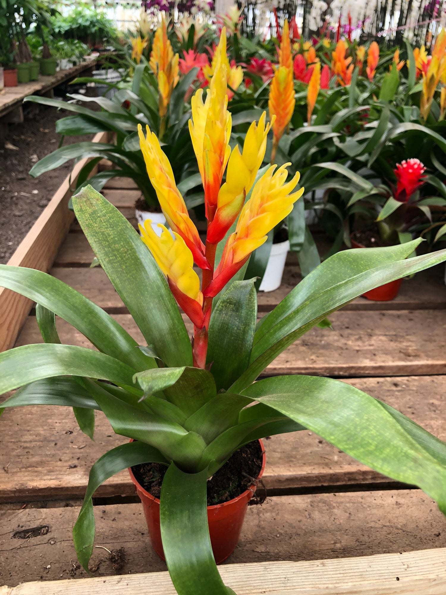 4 inch pot 6 inch  tall -Bromeliad Vriesea vogue red- easy care keep water in flower cup! 4 inch pot