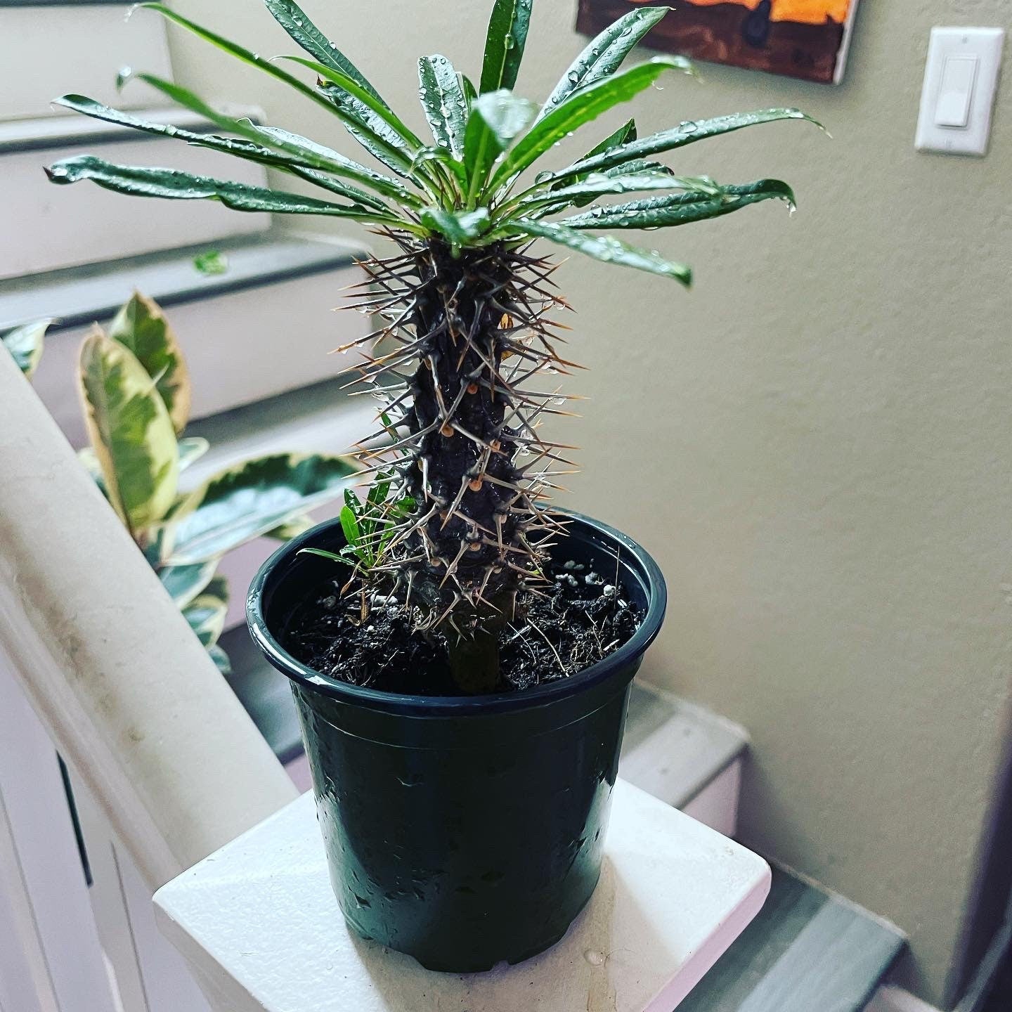 Large 4 inch potted -Madagascar Palm Indoor/outdoor -Succulent.-Pachypodium lamerei-white flowers -drought tolerant-easy care