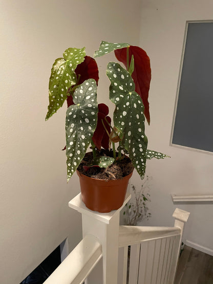 1ft tall 6 inch potted live plant -Begonia Maculata-Begonia Wightii |Spotted Begonia