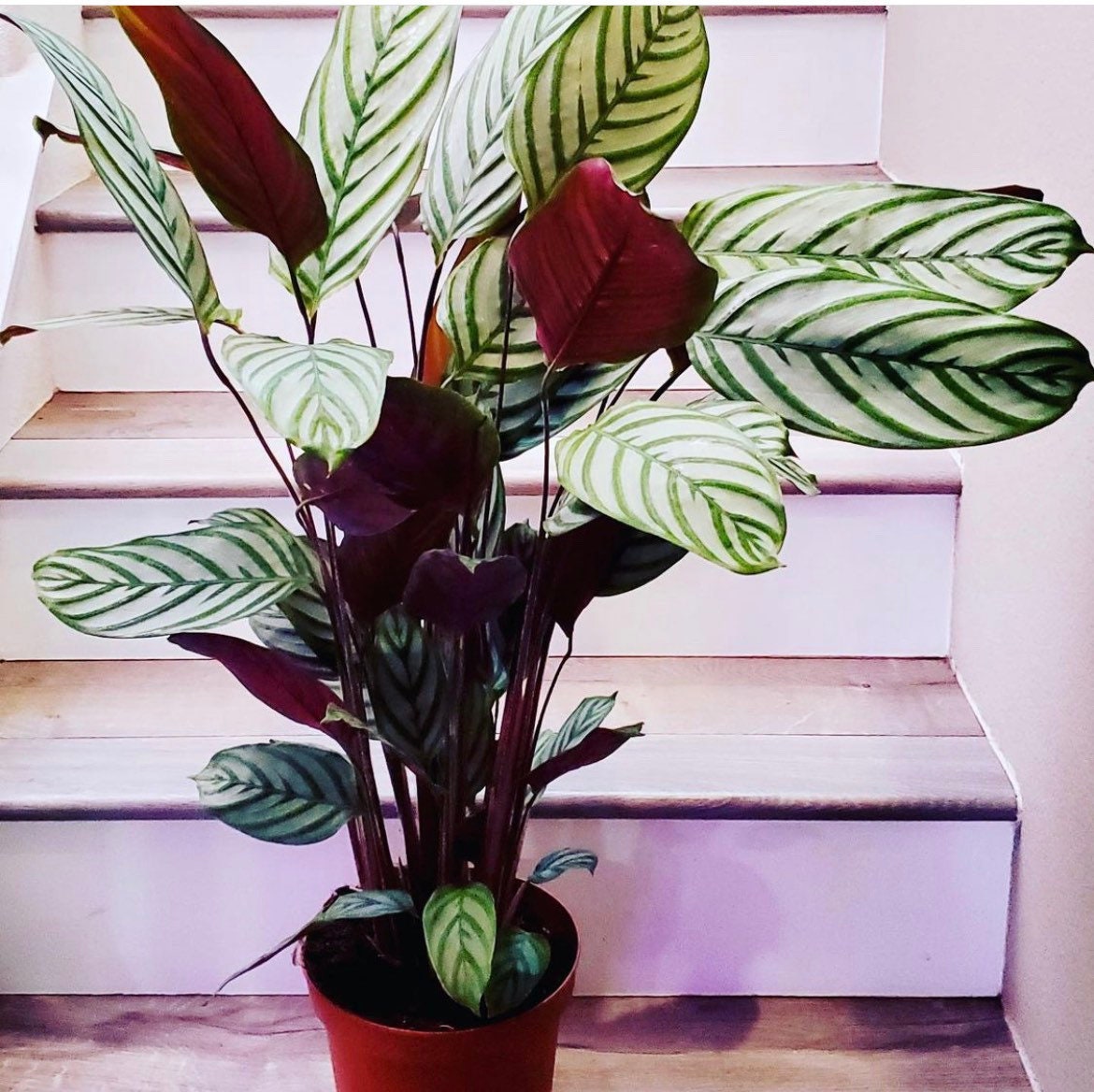 6 inch potted -1ft tall CALATHEA OPPENHEIMIANA exoctica