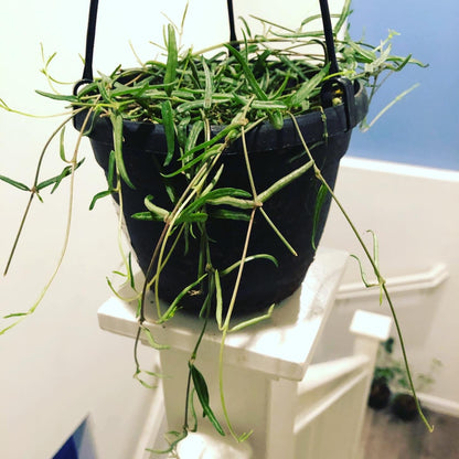 6 inch potted live plant- String of Needles - Ceropegia Linearis - Rosary Vine
