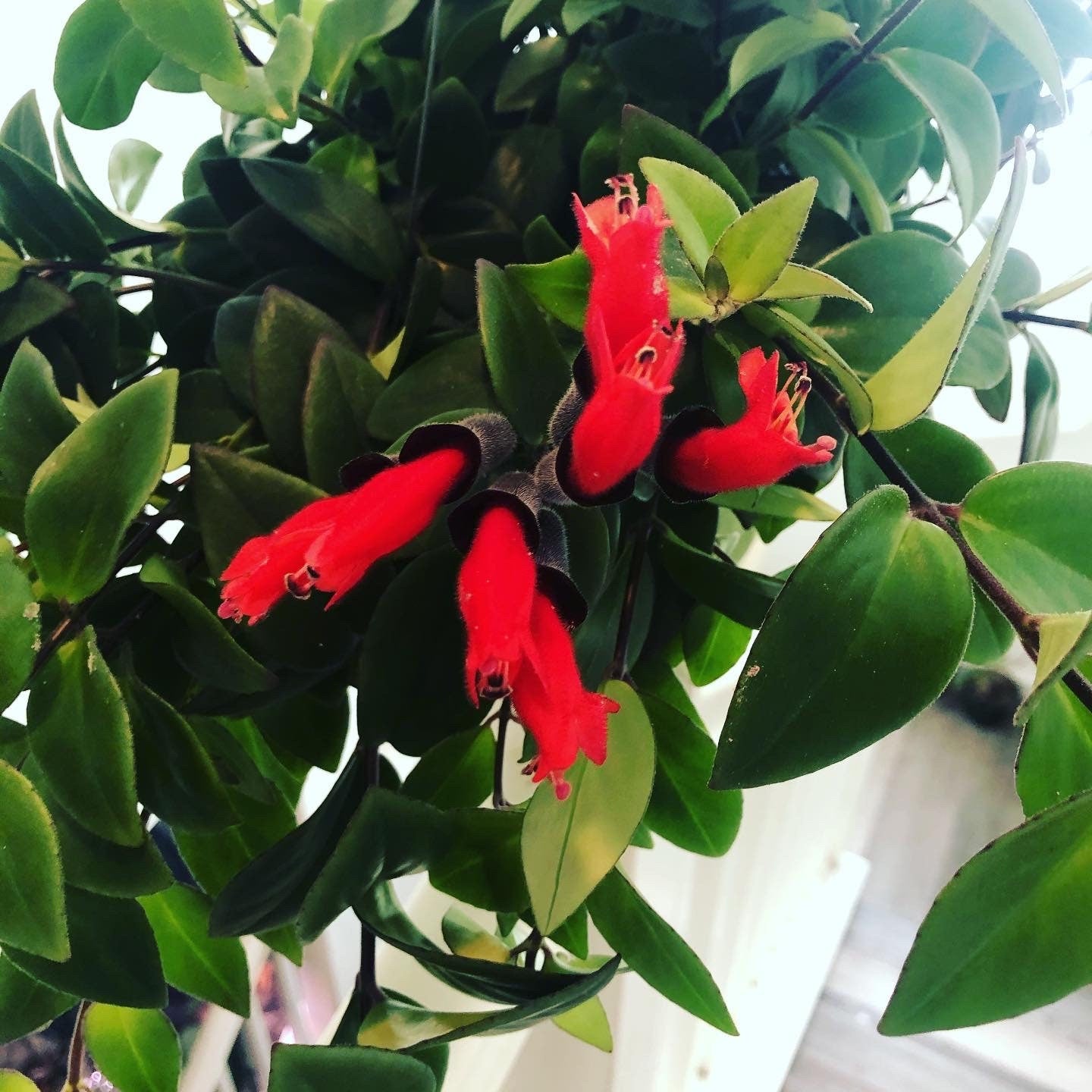 Xtra Large  trailing Lipstick Plant-epiphyte- will bloom in spring in summer when cut back ! Red flowers