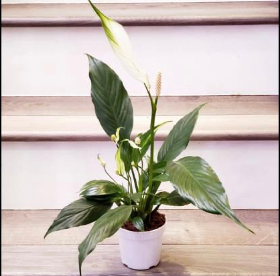 Spathiphyllum Peace Lily - Live Indoor air purifying plant 4 inch pot -has blooms