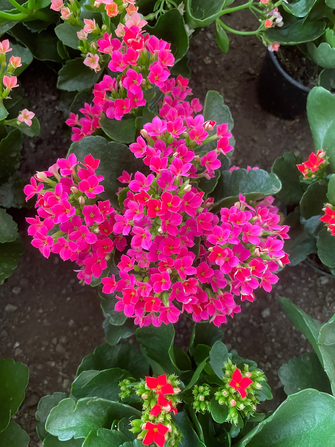 4 inch Live potted -magenta Kalanchoe blossfeldiana