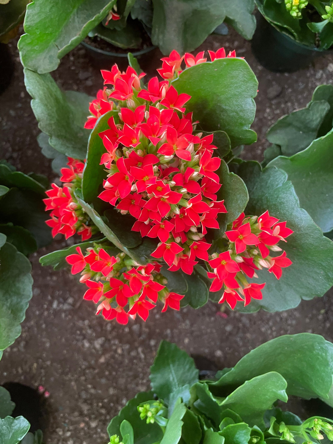 4 inch Live potted -Red Kalanchoe blossfeldiana