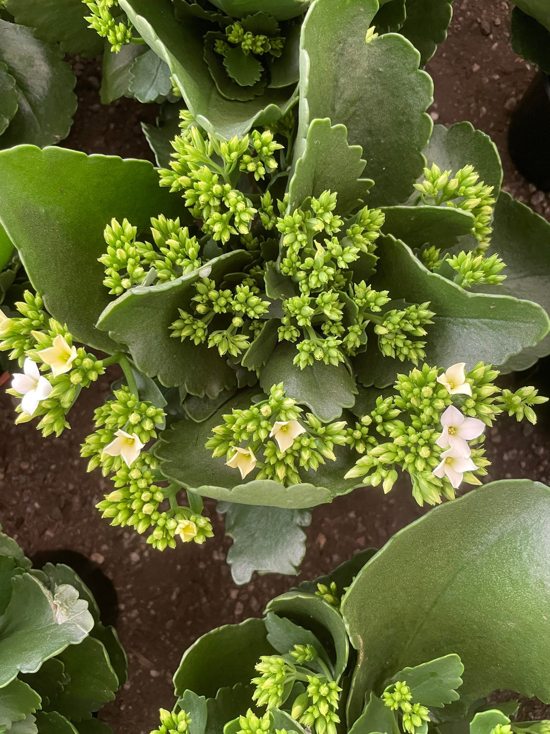 4 inch Live potted -White Kalanchoe blossfeldiana