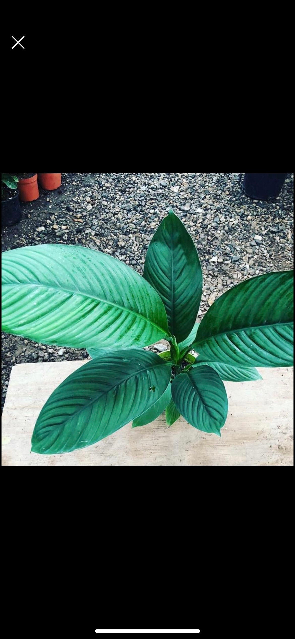1 ft tall -Spathiphyllum Sensation Largest Peace Lily - Live Indoor air purifying plant-6 inch pot-rare hard to find this size