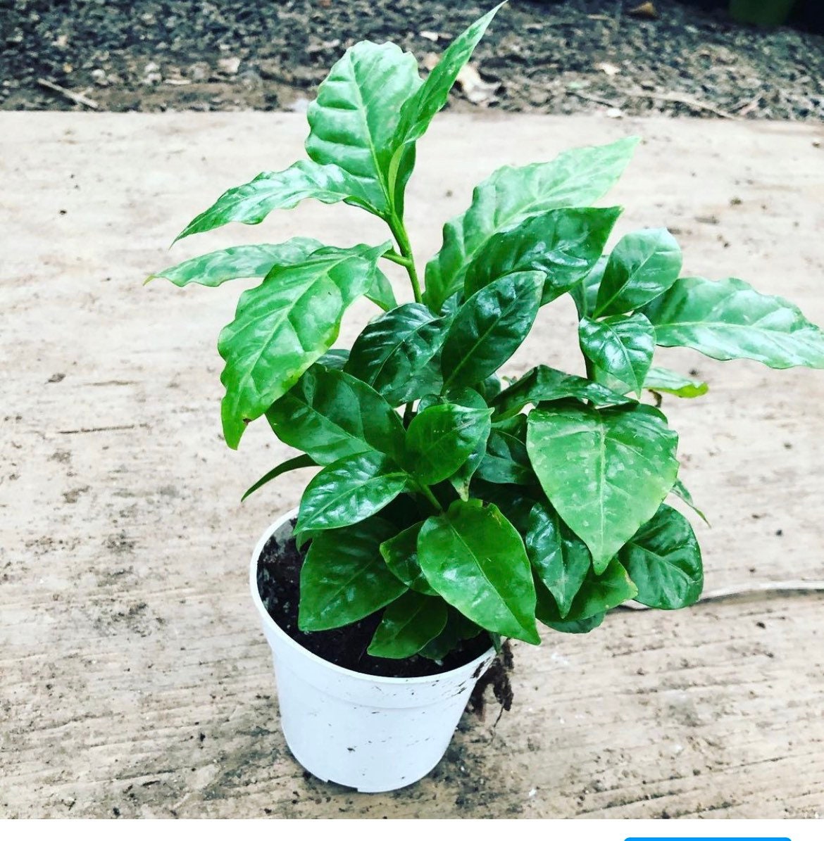 4 inch potted coffee bean tree-Arabica Coffee Plant