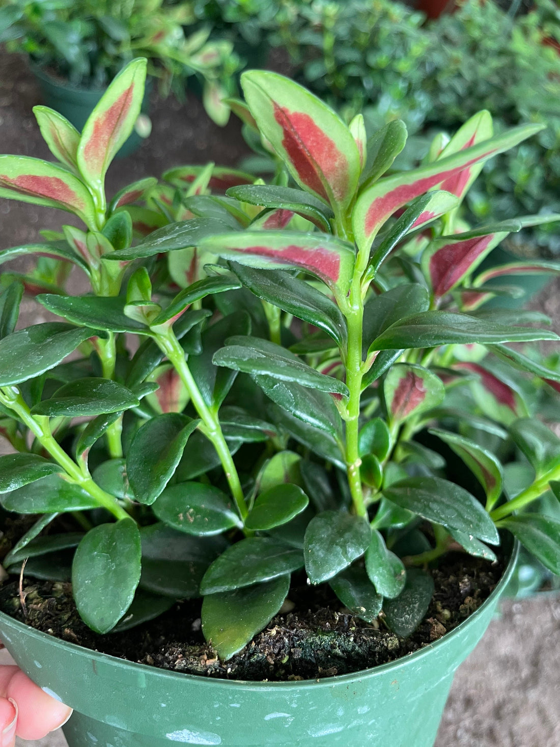 Nematanthus Crassifolius Bijou - *Rare* Goldfish Plant-Ship in 6&quot; Pot -Indoor or outdoor- Great for mounts - epiphyte