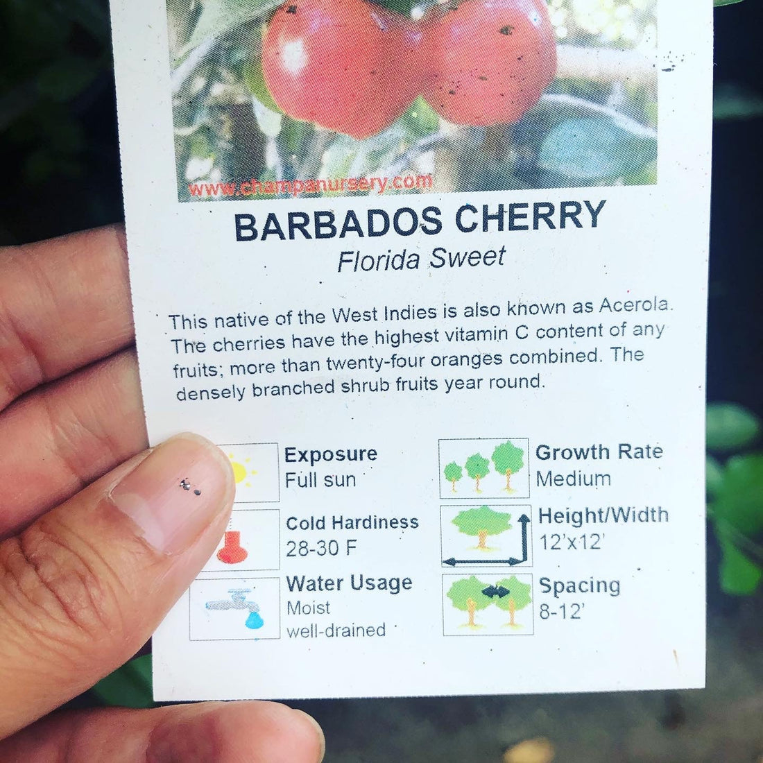 XL -Fruiting size in 3 gallon potted exotic fruit -Barbados Cherry 4-5 ft tall -Acerola