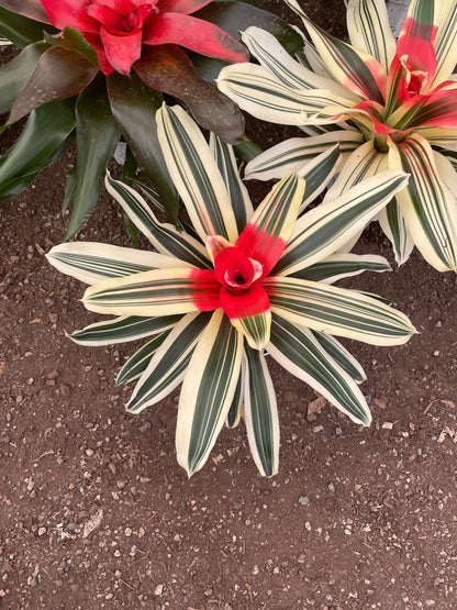 large 6 inch potted-High light Variegation Bromeliad Neoregelle Van Durme easy care keep water in flower cup! hard to find Rare!