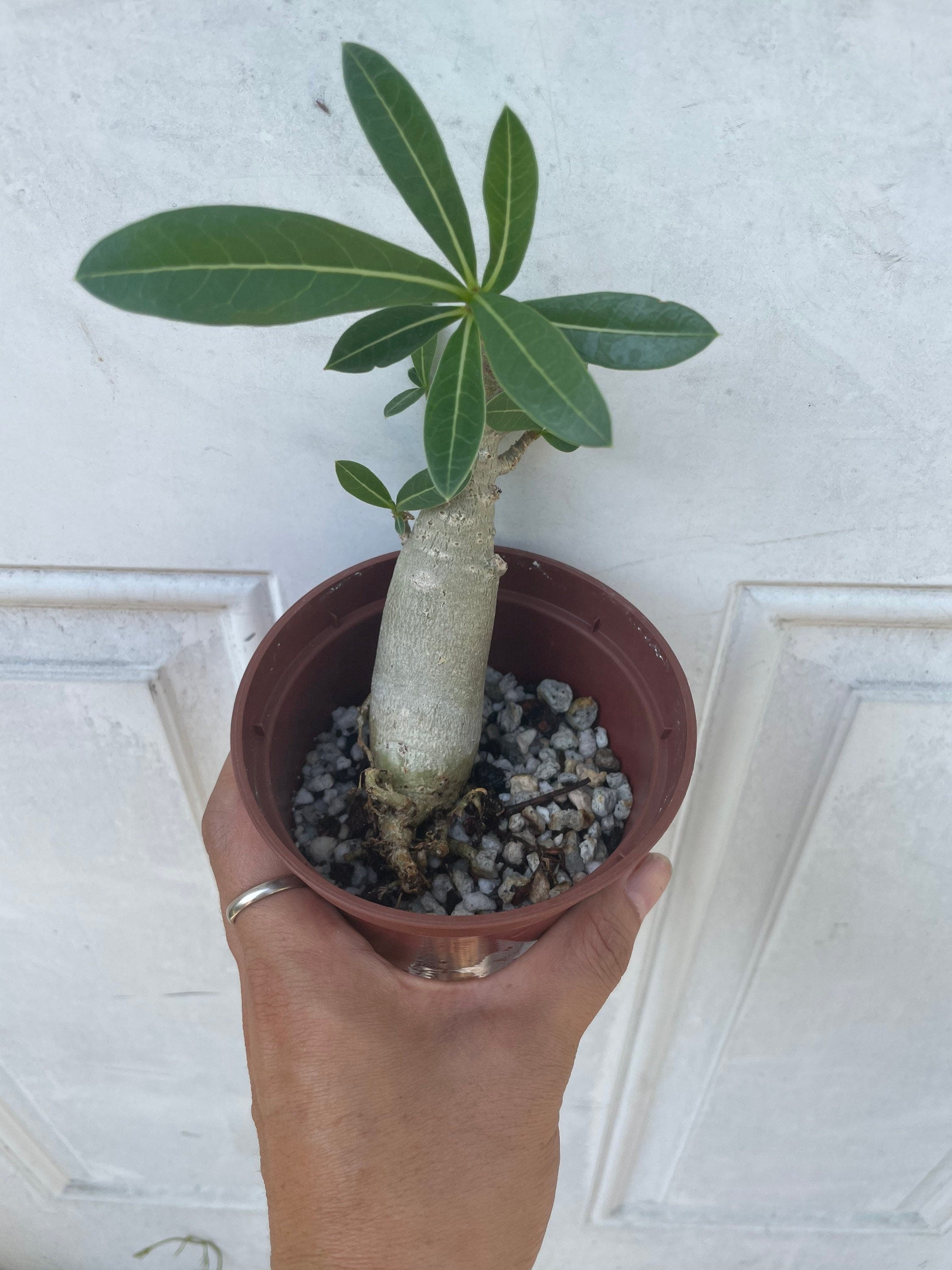 4 inch growers pot -desert rose caudex bonsai starter