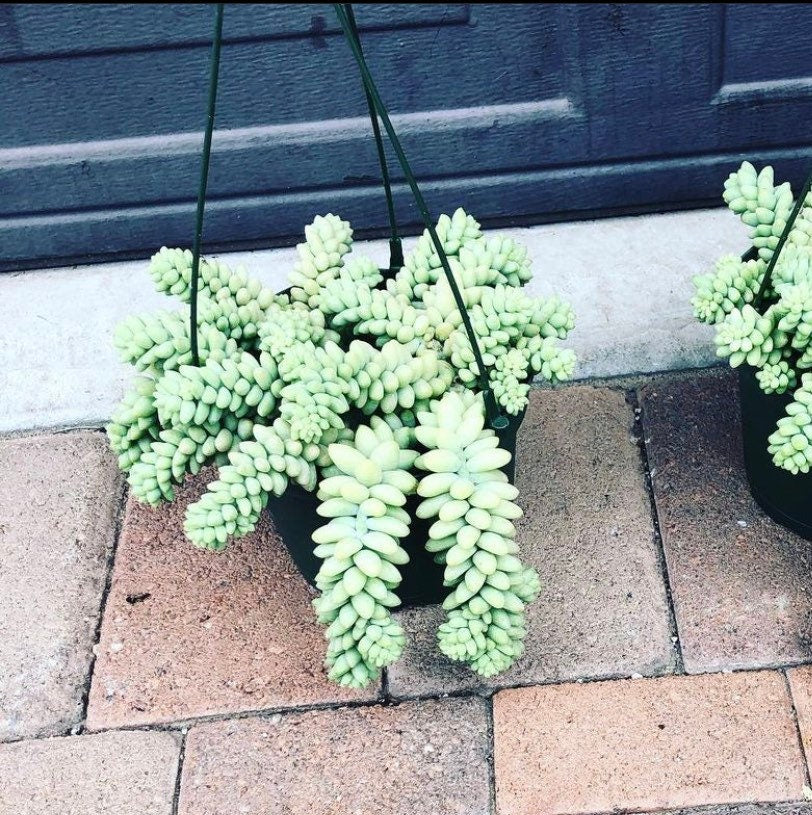 6 inch pot - String of Donkey  Tails  -Easy care succulent