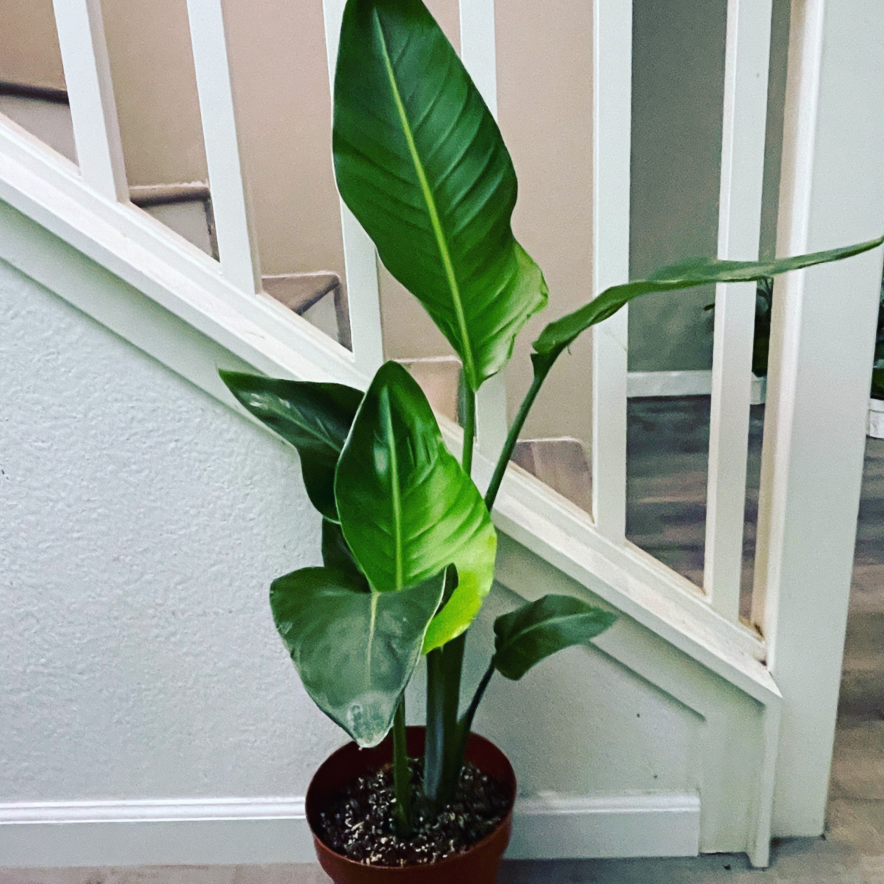 Indoor bird of paradise - modern decor 1.5 ft to 2ft  tall-white flowers- not exact photo of plant