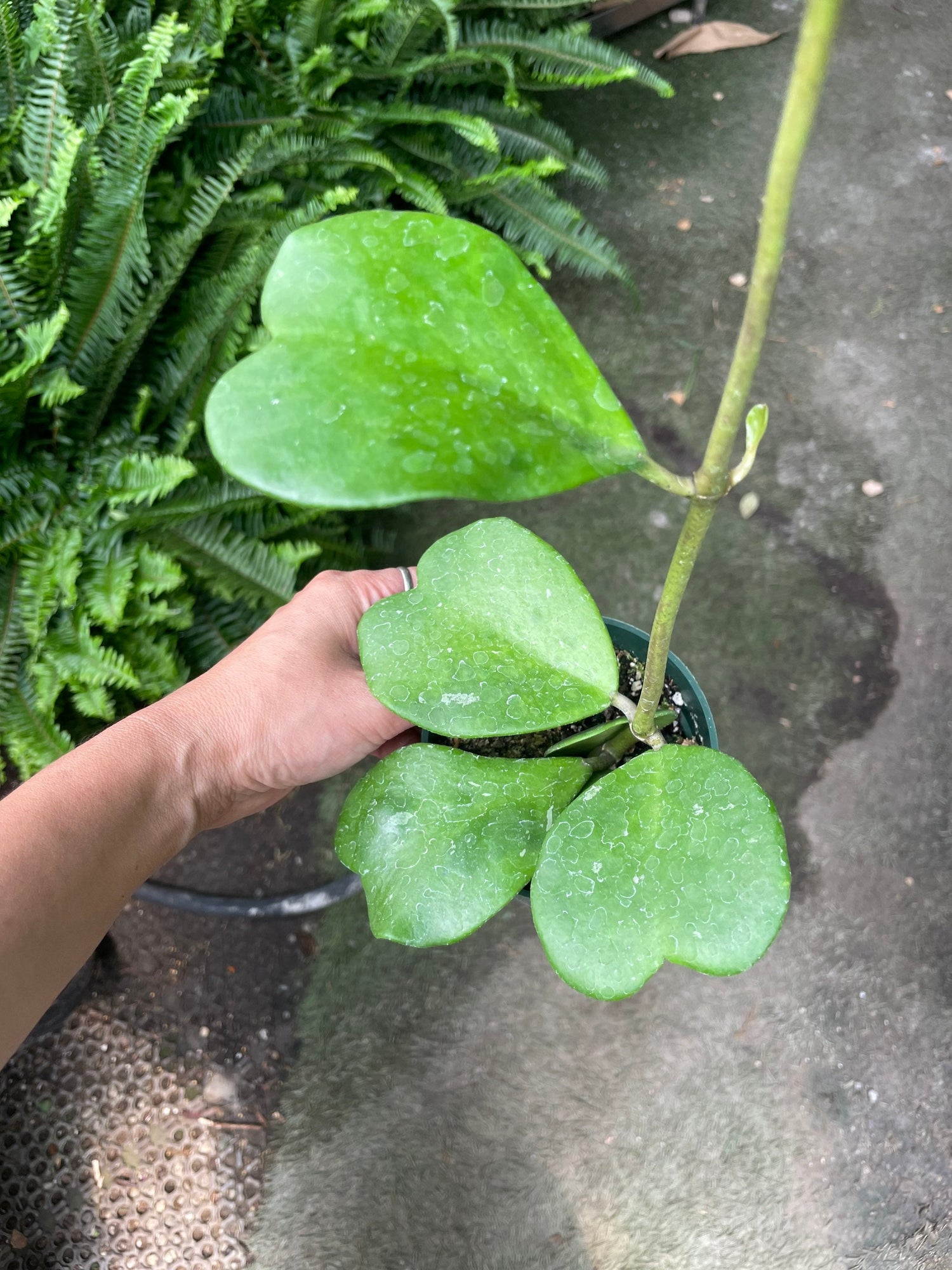 4 inch potted -Green Kerrii Heart Hoya-4 to 6 leaves per plant