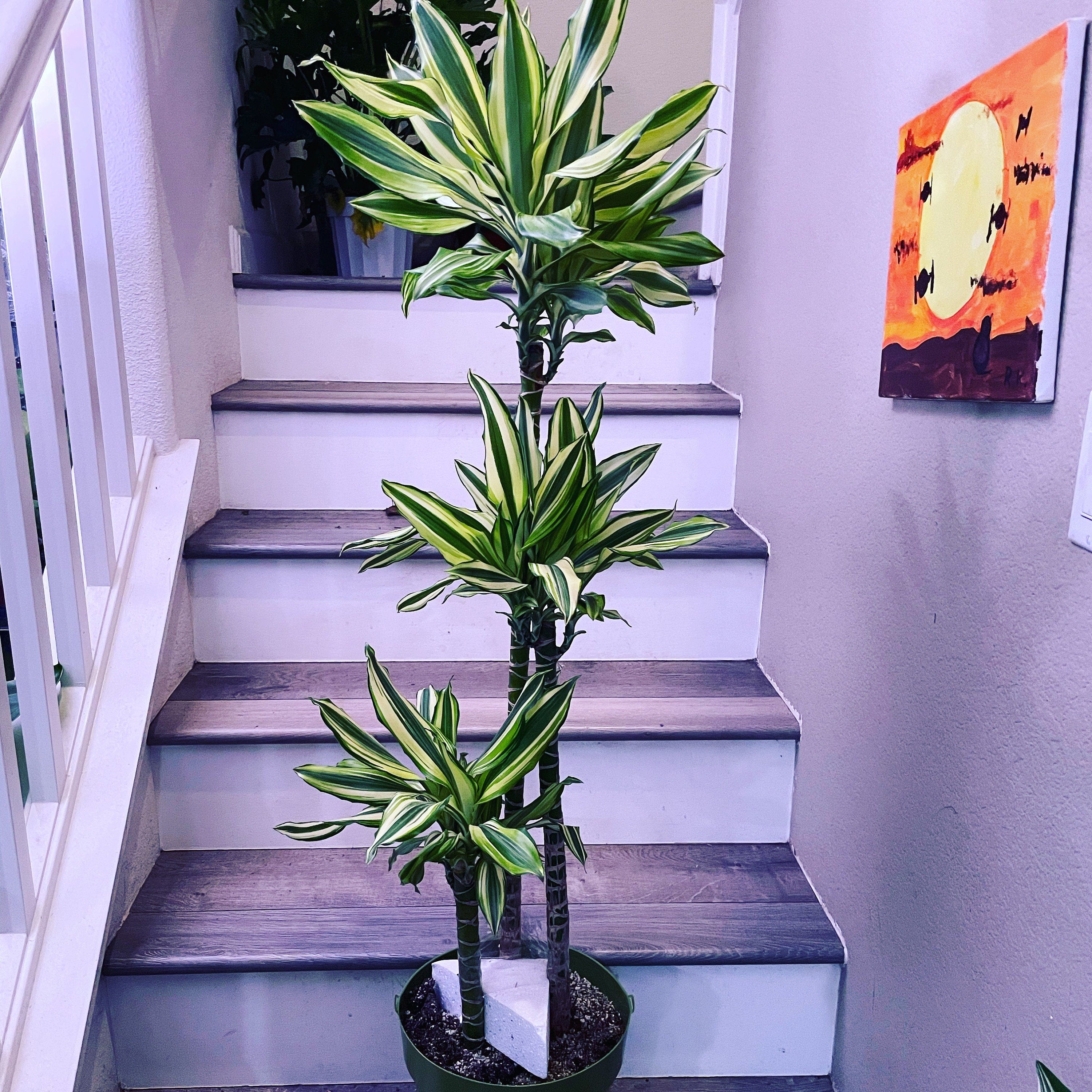 5-6ft Dracaena Del Sol - Variegated Corn Plant-easy care , low light , low water-ships without Growers  pot -4 cane in pot-not exact plant