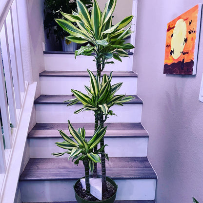 5-6ft Dracaena Del Sol - Variegated Corn Plant-easy care , low light , low water-ships without Growers  pot -4 cane in pot-not exact plant