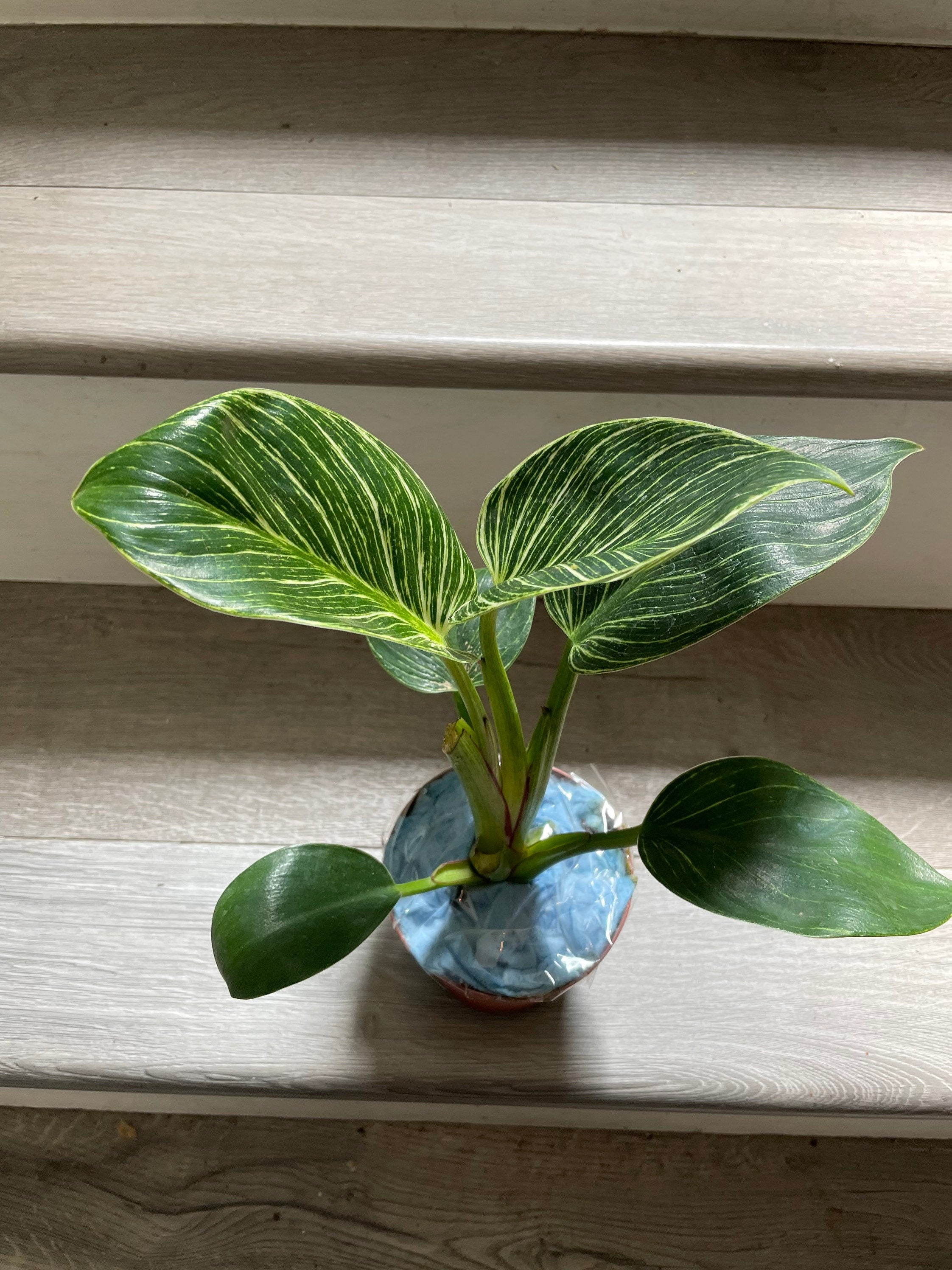 4 inch live potted-Philodendron Birken