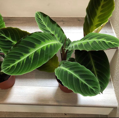 6 inch potted -Calathea Warscewiczii- Jungle Velvet- live house plant- indoor house plant- plants non toxic to cats/dogs