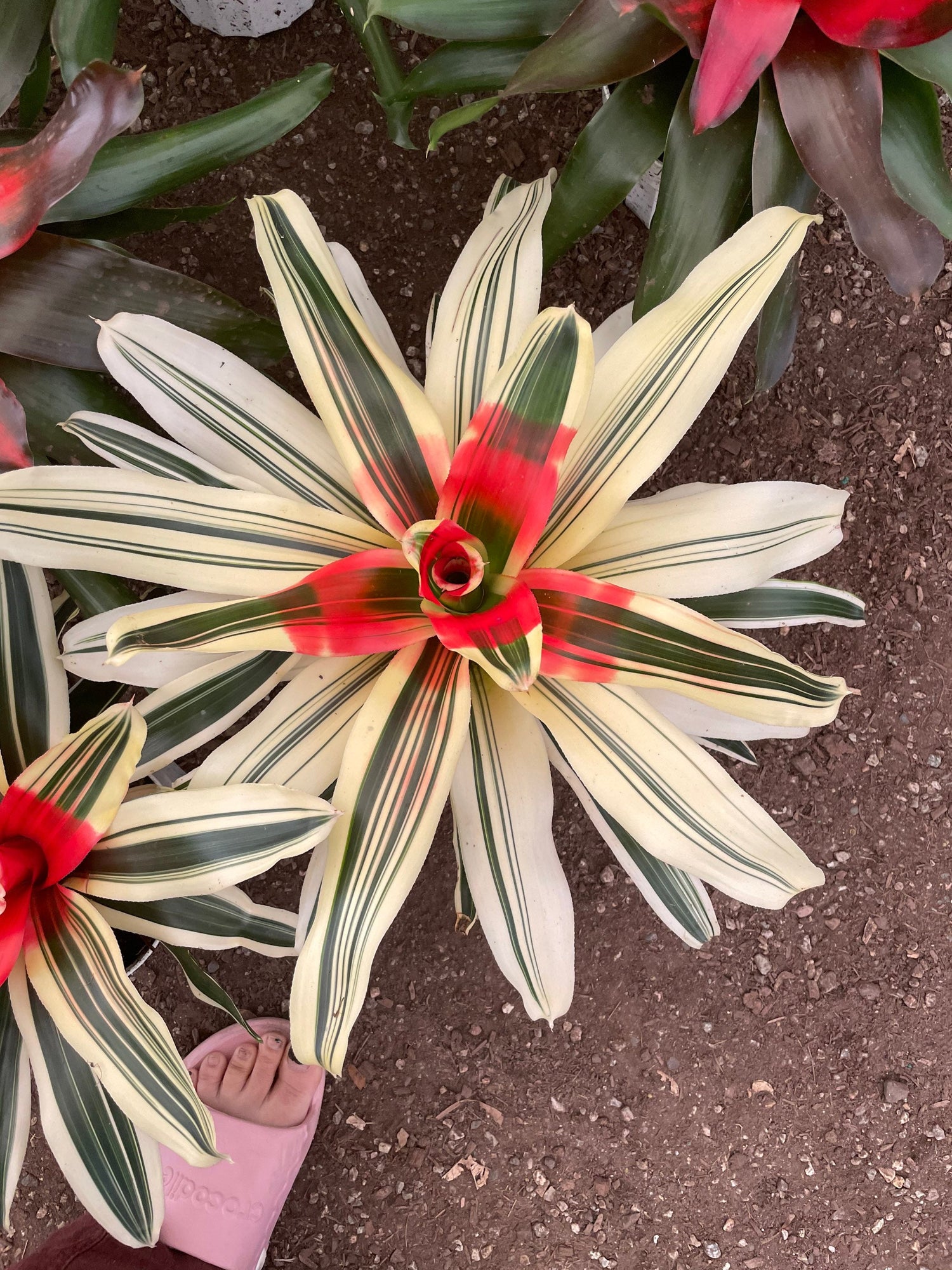 large 6 inch potted-High light Variegation Bromeliad Neoregelle Van Durme easy care keep water in flower cup! hard to find Rare!