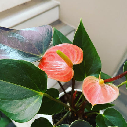 4 in potted live plant - Collectors Salmon pink flower on black red leaves Anthurium- easy care, air purifier-Anthurium Rainbow champion