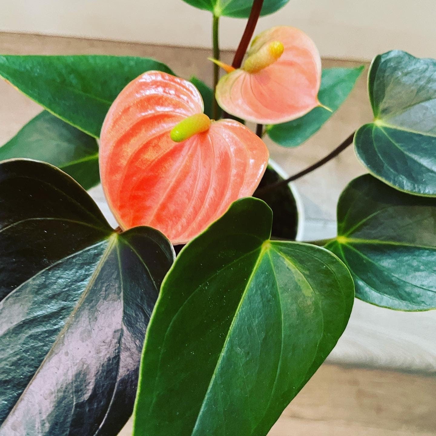 4 in potted live plant - Collectors Salmon pink flower on black red leaves Anthurium- easy care, air purifier-Anthurium Rainbow champion