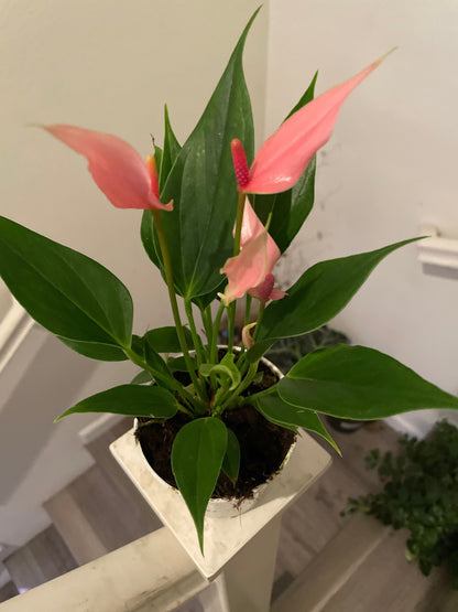 4 inch potted live plant -light pink anthurium lilli-not exact plant