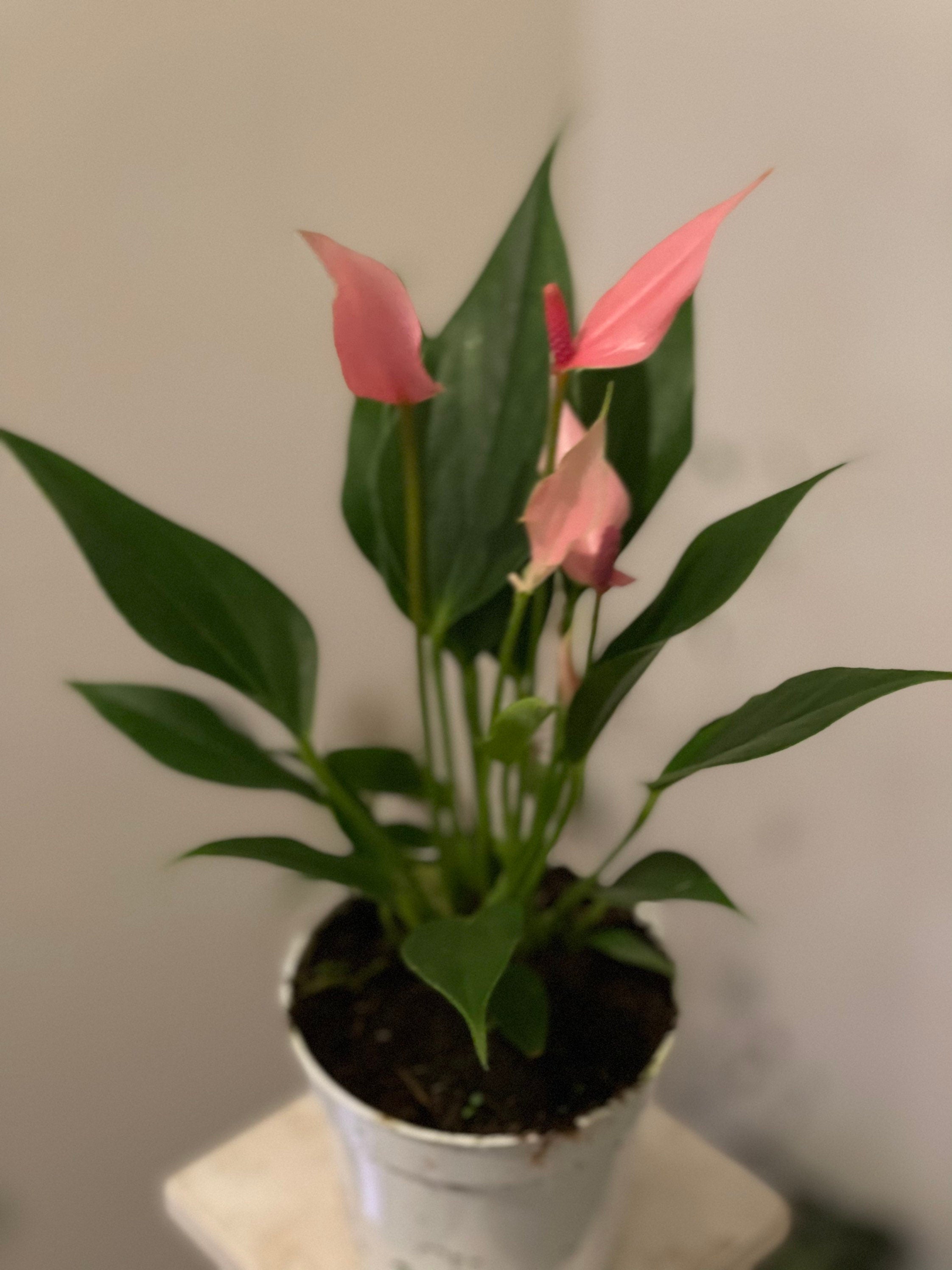 4 inch potted live plant -light pink anthurium lilli-not exact plant