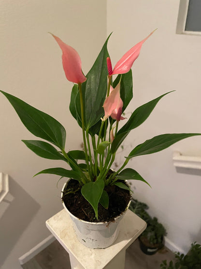 4 inch potted live plant -light pink anthurium lilli-not exact plant