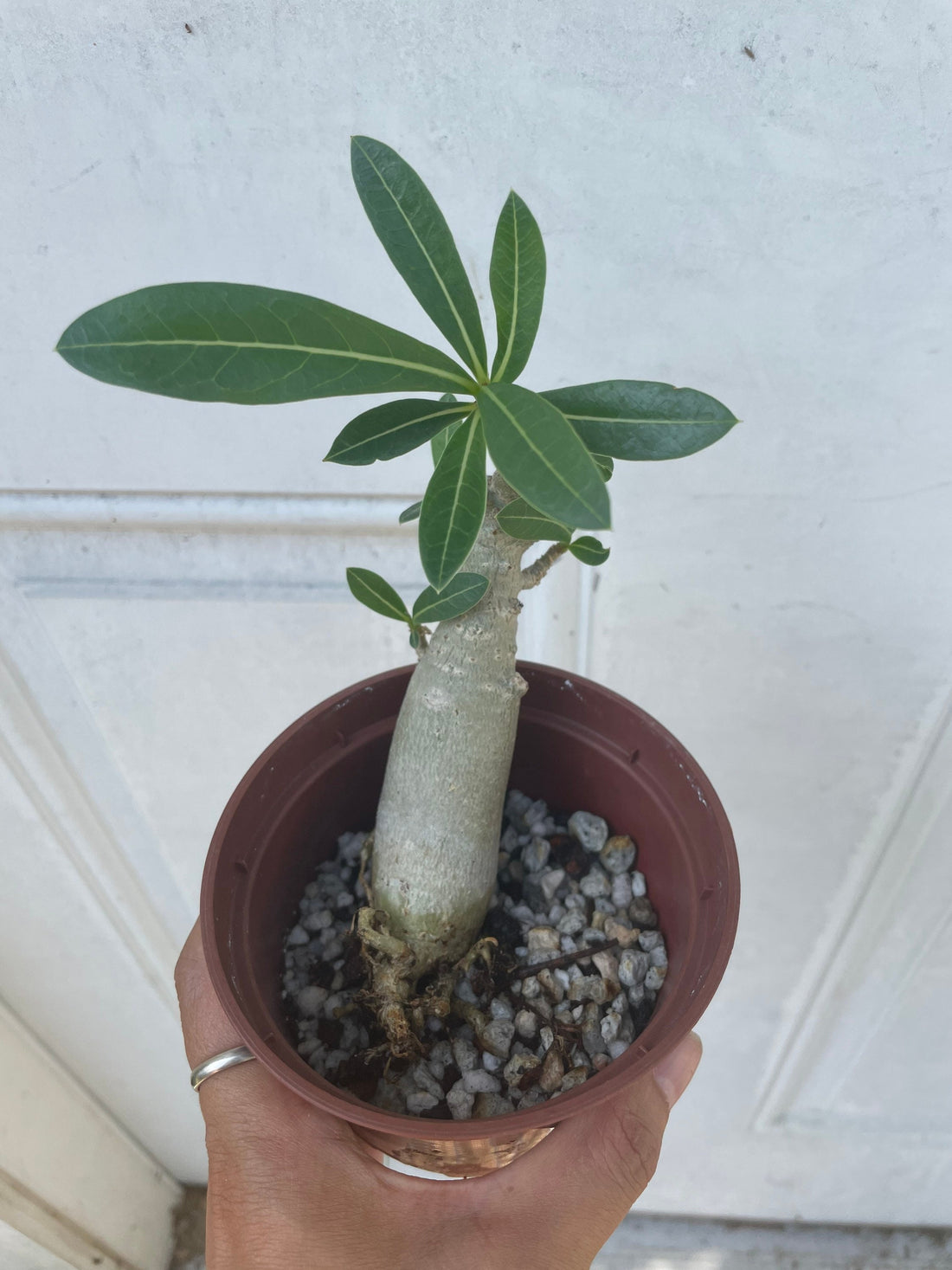 4 inch growers pot -desert rose caudex bonsai starter