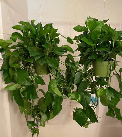 Extra Large  size 6 inch  potted Jade Pothos- Air purfier- Trails 2ft