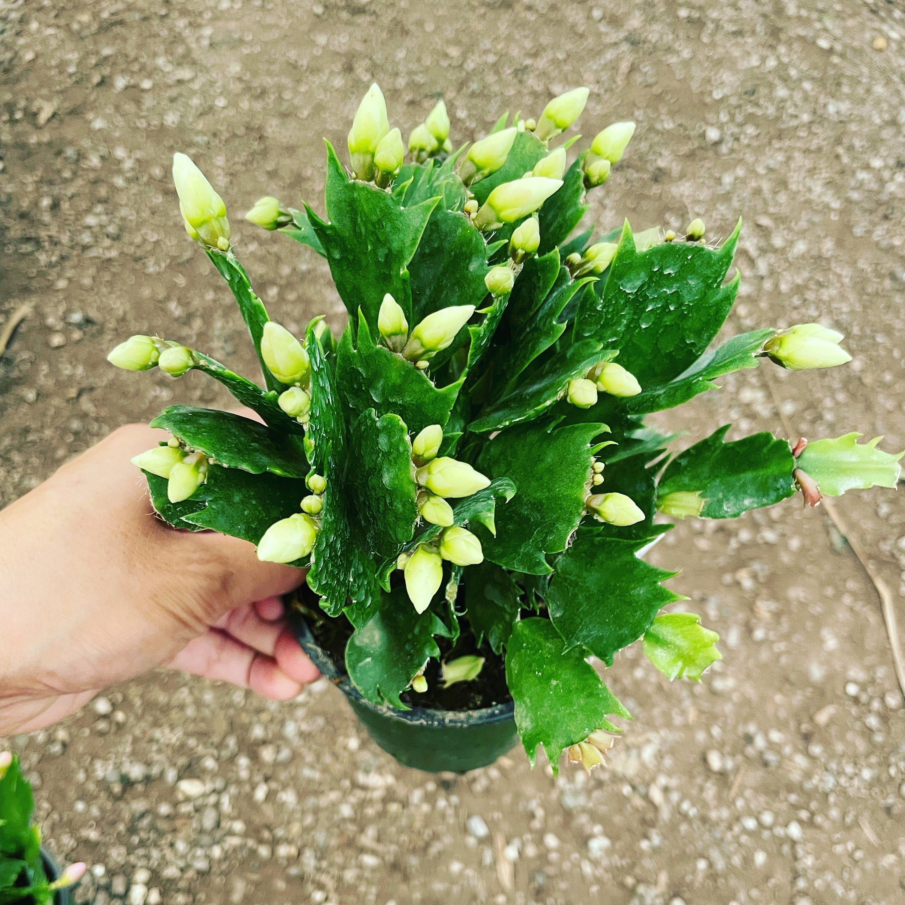 4 inch  potted-Schlumbergera bridegesii White-Thanksgiving Cactus - white flowers